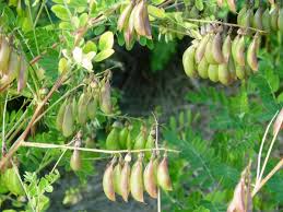 Aumenta le difese immunitarie con Astragalus Membranaceus